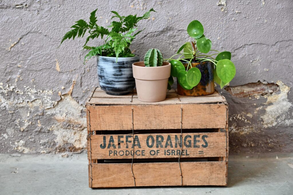 Caisse à oranges Jaffa