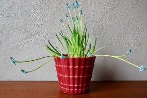 Cache-pot bordeaux Saint Clément, cache pot, cache pot accolay, cache pot ancien, cache pot art déco, cache pot bleu, grand cache pot, céramique accolay, accolay, potier d'accolay, déco céramique art déco, céramique saint clément, vase saint clément, céramique midcentury, cache pot céramique, cache pot rouge, cache pot vintage